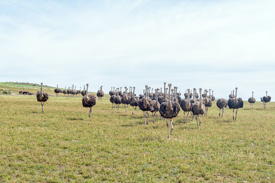 Herd of ostriches running towards the camera