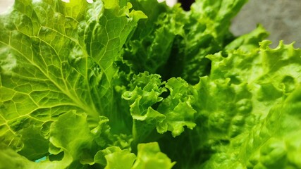 Green fresh lettuce leaves background for wallpaper, banner, presentation, business, kitchen elements, template.