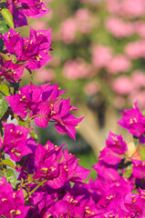 Fototapeta na wymiar Blooming bougainvillea. Purple bougainvillea flowers. Bougainvillea flowers as a background. Flower background 
