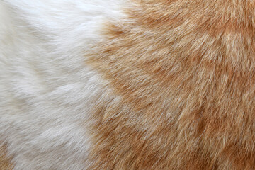 Ginger and white cat fur texture background.