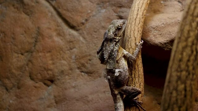 Frilled lizard - Chlamydosaurus kingii in a terrarium, 4k video