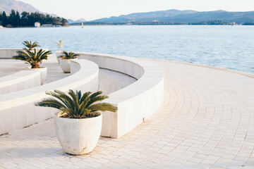 Fototapeta na wymiar plant pot on terrace in island