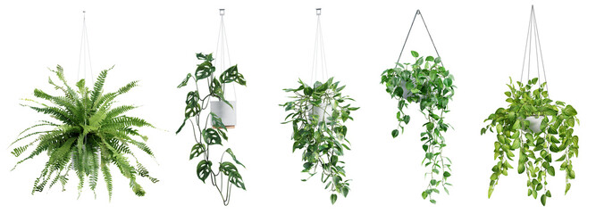 Collection of beautiful plants hanging in ceramic pots isolated on transparent background. 3D render.