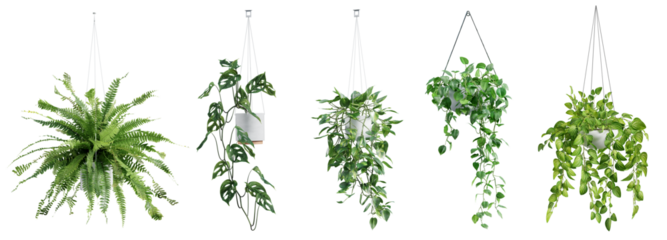 Collection of beautiful plants hanging in ceramic pots isolated on transparent background. 3D render.