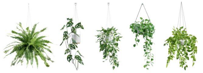  Collection of beautiful plants hanging in ceramic pots isolated on transparent background. 3D render. © schab