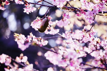 美しい春の訪れとメジロ