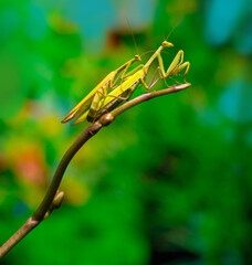 close-up of matinclose-up of mating praying mantises on an orchid shootg praying mantises on an orchid shoot