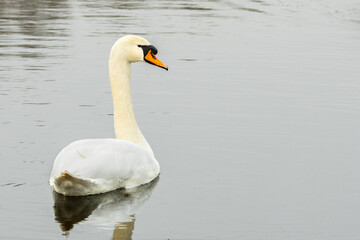 Obraz premium Close up of a floating Mute Swan, Cygnus olor, with water droplets on head and neck with beautiful black nasal tube and orange beak