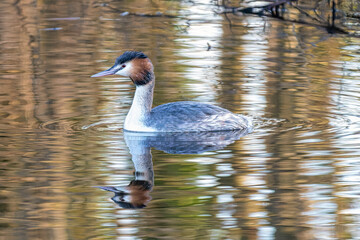 Grebe, Podiceps cristatus,  floating quietly in the rippling water with still wet plumage from food diving