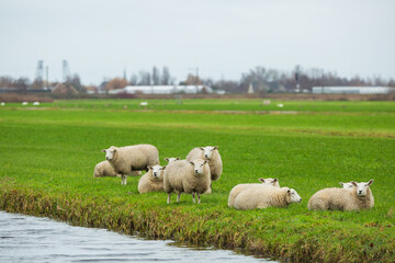 Close up of a flock of three Texel sheep lying and standing in a green meadow in the Green Heart of the Dutch Randstad near Alphen aan den Rijn
