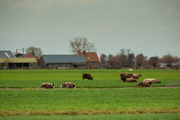 Dutch Spotted Sheep in Zuid-Holland peat meadow in the Groene Hart near Alphen aan den Rijn against a background of farms, trees and bushes and a gray sky