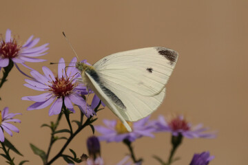 Piéride de la rave (Pieris rapae)