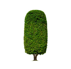 Decorative Topiary Tree in cylinder column shaped on transparent background for gardening design,...