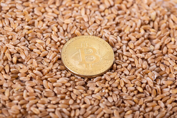 Top view on bitcoin on heap of grain. High prices for wheat and grain crisis concept