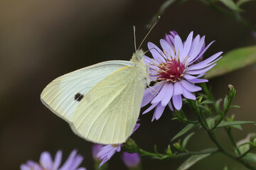 Piéride de la rave (Pieris rapae)