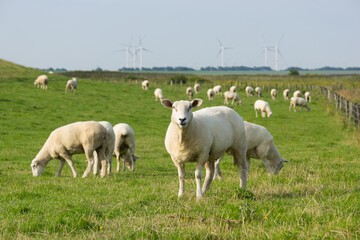 Obraz na płótnie Canvas Herd of dike sheep on their meadow on rural background