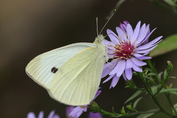 Piéride de la rave (Pieris rapae)