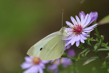 Piéride de la rave (Pieris rapae)