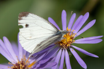 Piéride de la rave (Pieris rapae)
