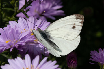 Piéride de la rave (Pieris rapae)