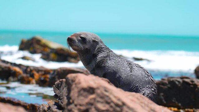 Close up of baby seal sitting on rock and looking around