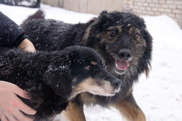 Fototapeta premium Black fluffy dog in the snow closeup