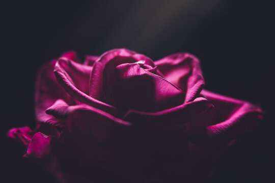 Close-up of pink rose against black background