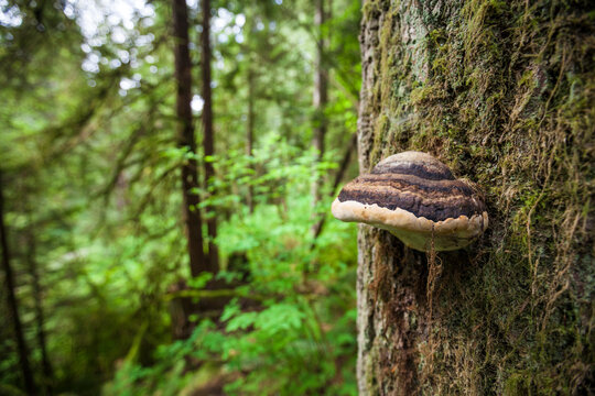 Hoof fungus (Fomes fomentarius) growing on tree