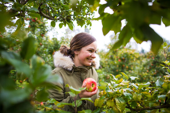 Woman picking apples in orchard,Â Abbotsford, British Columbia, Canada