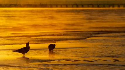 Foto op Plexiglas De Oostzee, Sopot, Polen Przejdź do strony  1234567Dalej Dark silhouette of seagulls feeding during sunrise with Sopot pier in the background on the Baltic Sea, Poland