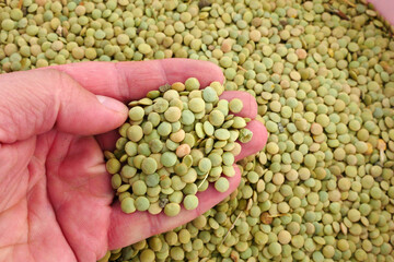 new harvest dry green lentils,close-up lentils,large quantity,