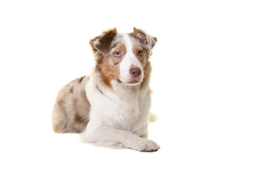 Pretty australian shepherd dog looking away lying down isolated on a white background