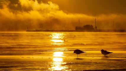 Papier Peint photo La Baltique, Sopot, Pologne Przejdź do strony  1234567Dalej Dark silhouette of seagulls feeding during sunrise with Sopot pier in the background on the Baltic Sea, Poland