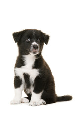 Cute black and white  australian shepherd puppy sitting and looking at the camera isolated on a white background