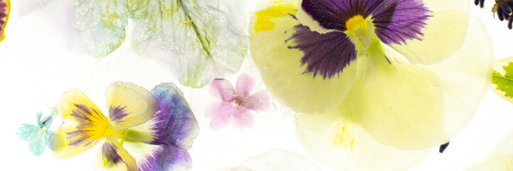 Summer banner of frozen flowers in ice, colorful pansies and geraniums, lavender and Verbena