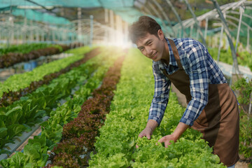 Asian business owner observed about growing organic in hydroponics farm. Growing organic vegetable and Green energy concept