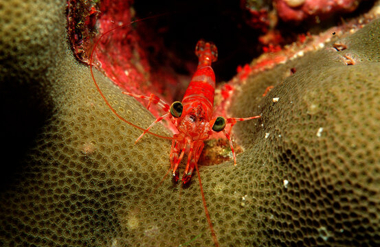 shrimp, Cinetorhychus reticulatus, Thailand, Indian Ocean, Phuket, Similan Islands, Andaman Sea