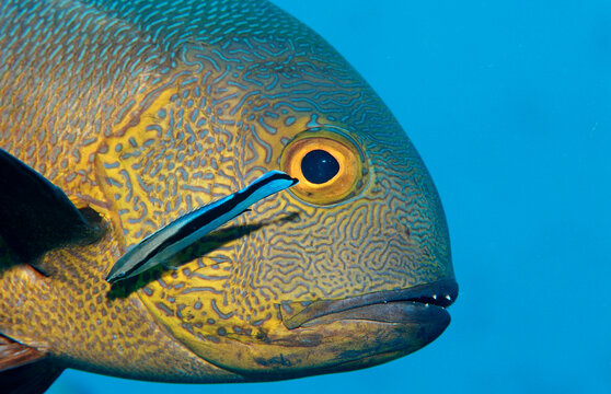 Cleaner wrasse cleaning Black and white snapper, Labroides dimidiatus, Macolor macularis, Maldives Island, Indian Ocean, Ari Atol