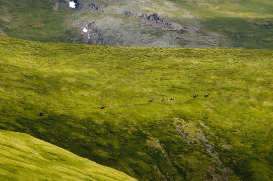 On the trail to Mtn. Belukha, Altai Republic, Siberia, Russia