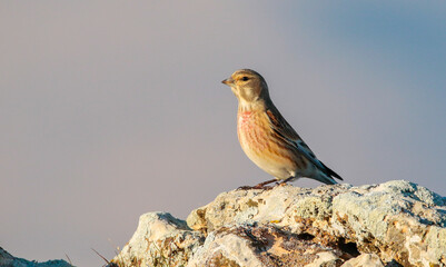 Common Linnet (Linaria cannabina) is one of the most beautiful songbirds in the world.