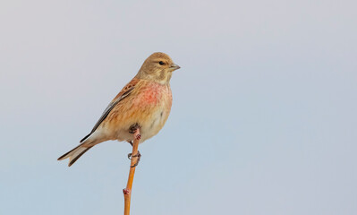 Common Linnet (Linaria cannabina) is one of the most beautiful songbirds in the world.