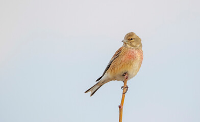 Common Linnet (Linaria cannabina) is one of the most beautiful songbirds in the world.
