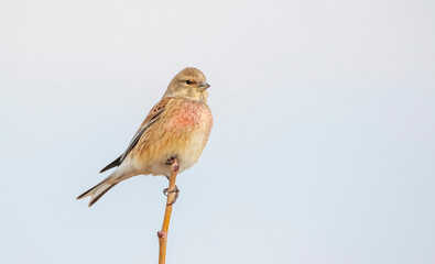 Common Linnet (Linaria cannabina) is one of the most beautiful songbirds in the world.