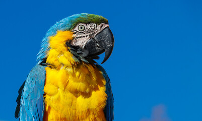 Blue-throated macaw (Ara glaucogularis) is a parrot species living in South America. They live about 50 years.