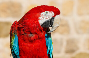 The red-and-green macaw (Ara chloropterus), also known as the green-winged macaw, is a large, mostly-red macaw of the genus Ara. It lives in South America and its lifespan is about 50 years.