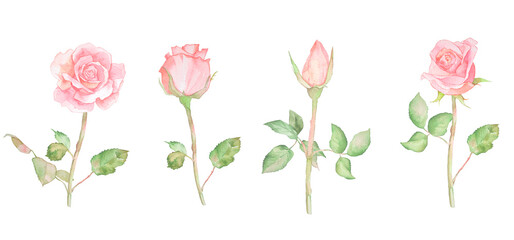 水彩イラストバラの花セット