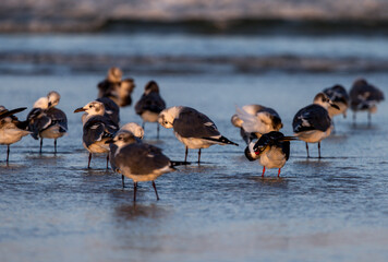 shore birds reflected by the setting sun on a beach with waves. royal terns and skimmers mixed with gulls