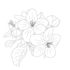 Sketch apple tree flowers bloom in thin lines