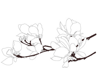 Magnolia flowers on a twig linear image