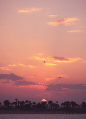 Fototapeta premium colorful sunset amelia island florida silhouette palm trees rays